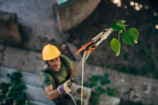 The Steps Involved in Our Tree Care Process in St Charles, MN